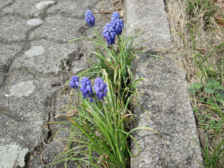Grape Hyacinth (Muscari armeniacum)