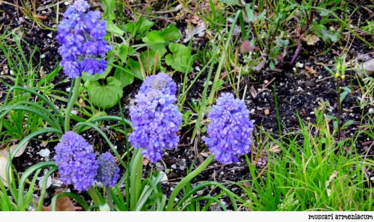 Grape Hyacinth (Muscari armeniacum)