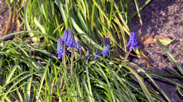 Grape Hyacinth (Muscari armeniacum)