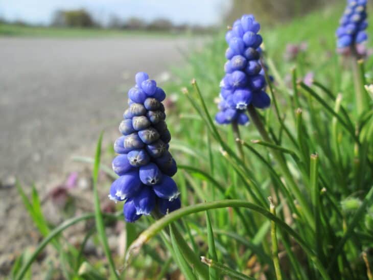 Grape Hyacinth (Muscari armeniacum)