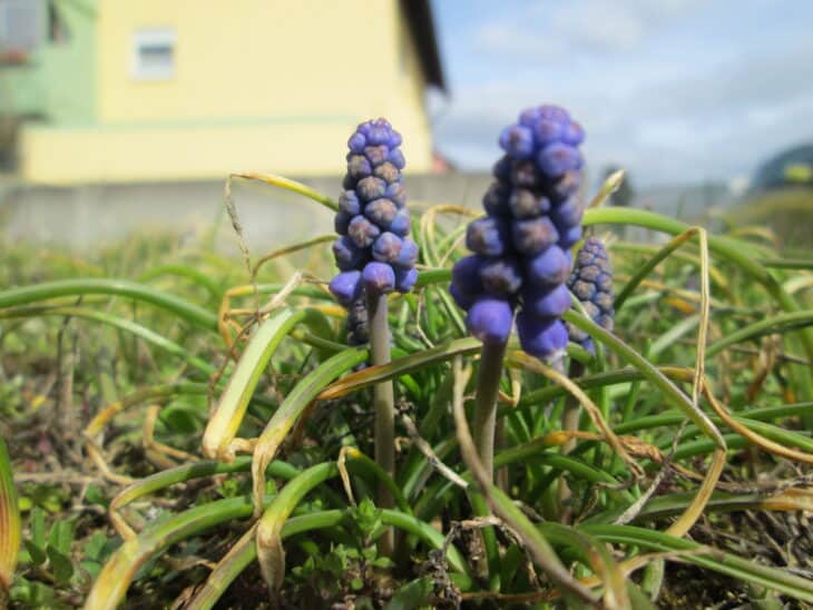 Grape Hyacinth (Muscari armeniacum)