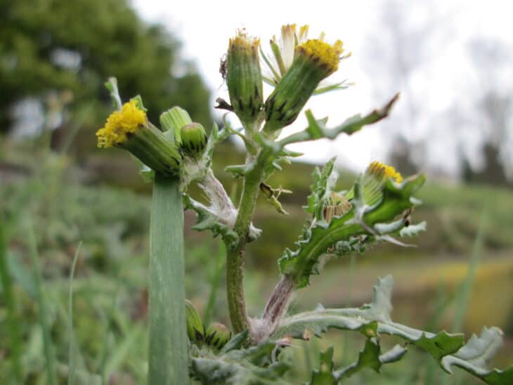Groundsel (Senecio vulgaris)