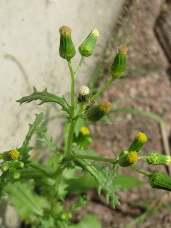 Groundsel (Senecio vulgaris)