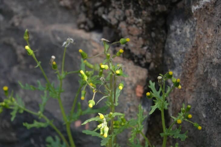 Groundsel (Senecio vulgaris)