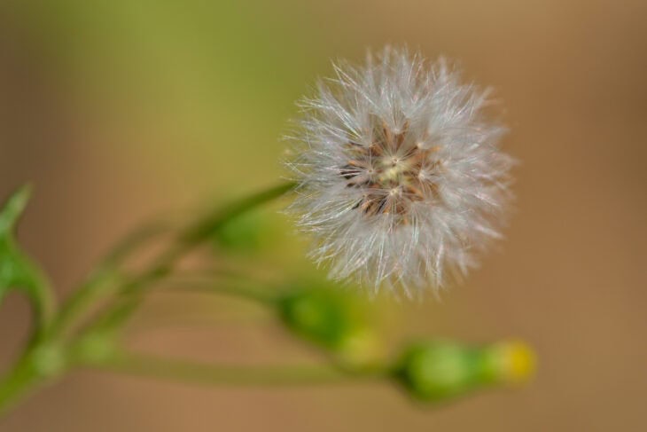 Groundsel (Senecio vulgaris)