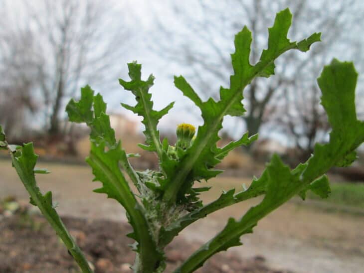 Groundsel (Senecio vulgaris)