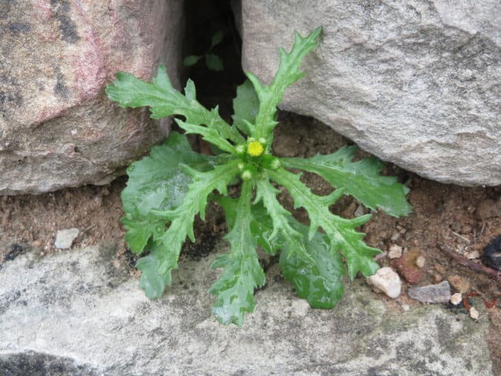 Groundsel (Senecio vulgaris)