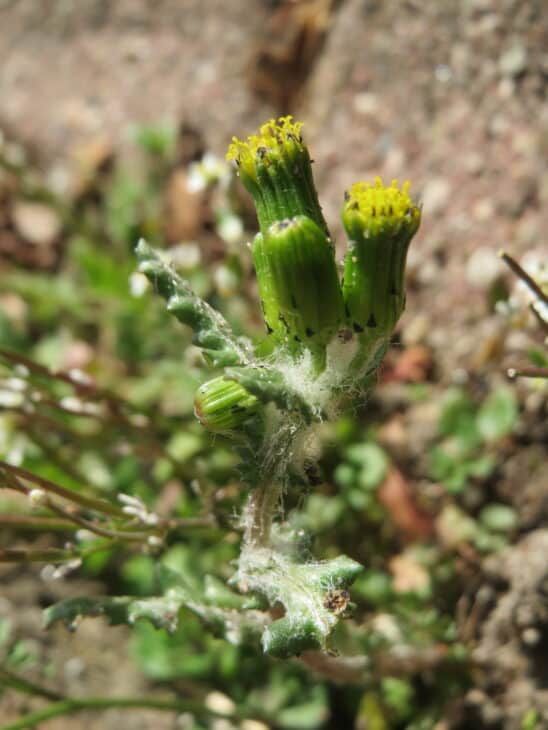Groundsel (Senecio vulgaris)