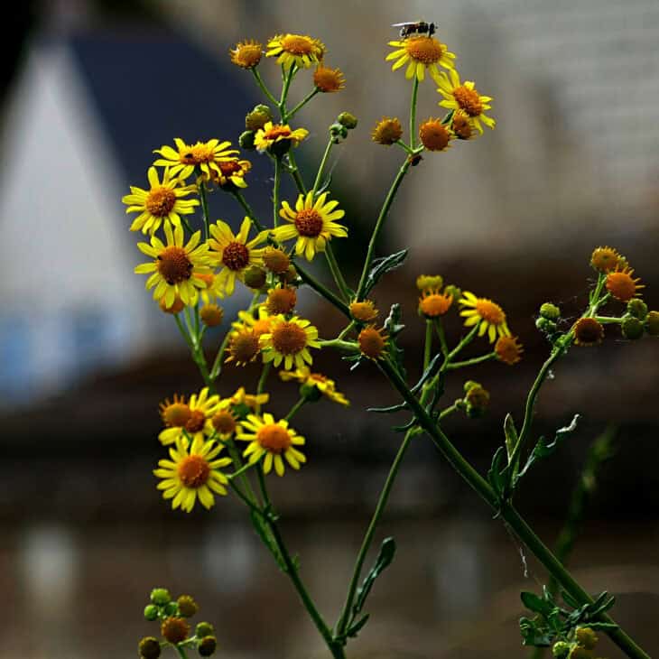 Groundsel (Senecio vulgaris)