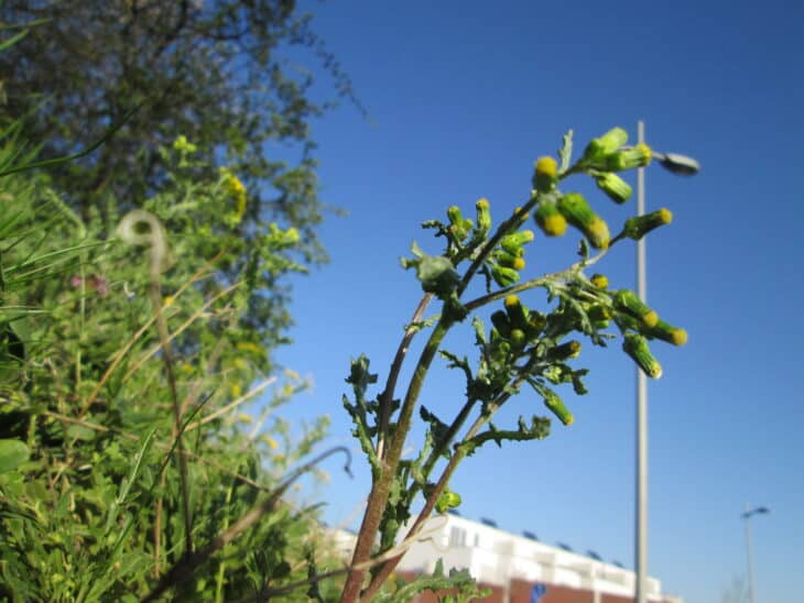 Groundsel (Senecio vulgaris)