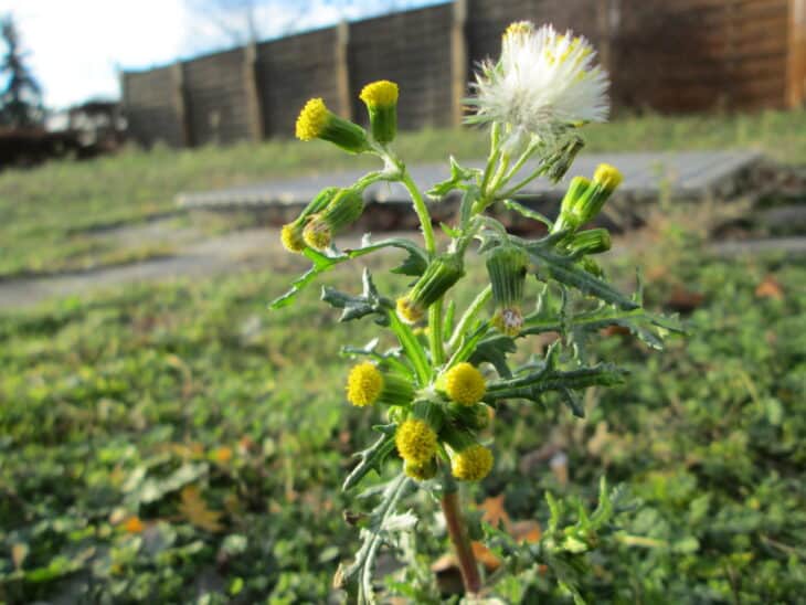 Groundsel (Senecio vulgaris)