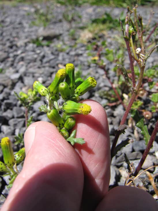 Groundsel (Senecio vulgaris)