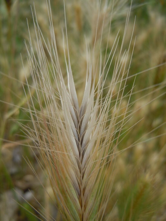 Hare Barley (Hordeum murinum ssp. leporinum)