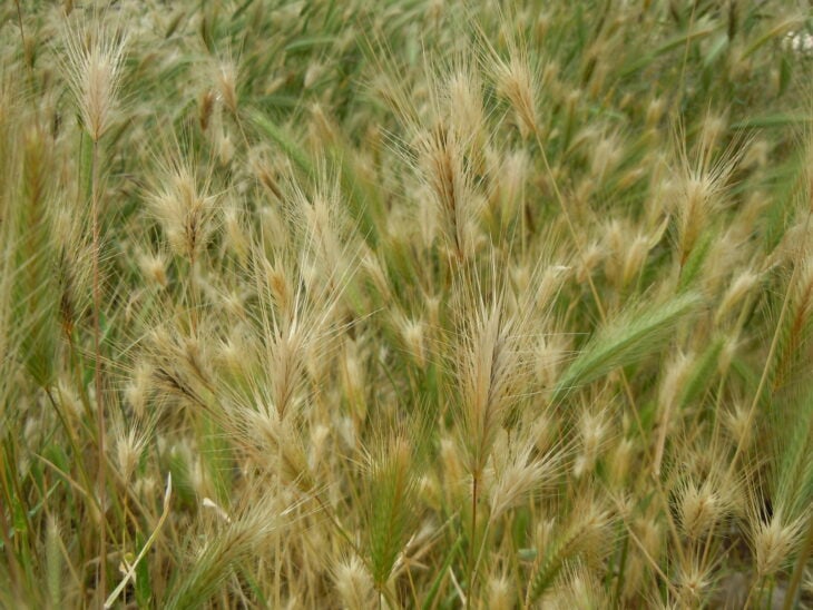 Hare Barley (Hordeum murinum ssp. leporinum)