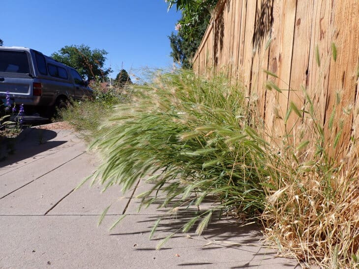 Hare Barley (Hordeum murinum ssp. leporinum)