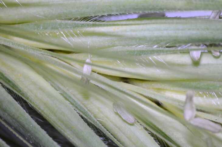 Hare Barley (Hordeum murinum ssp. leporinum)