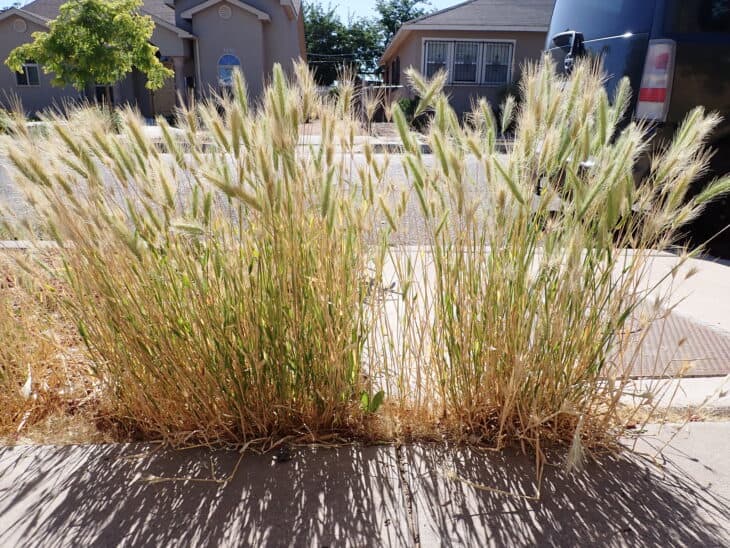 Hare Barley (Hordeum murinum ssp. leporinum)
