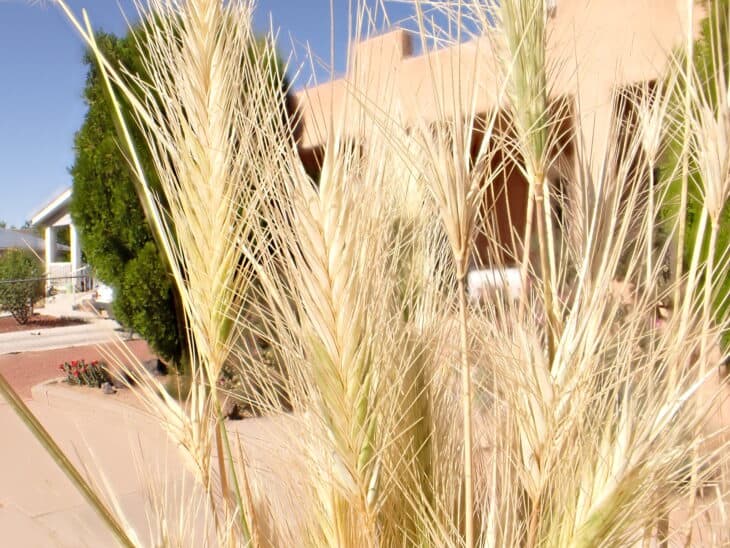 Hare Barley (Hordeum murinum ssp. leporinum)