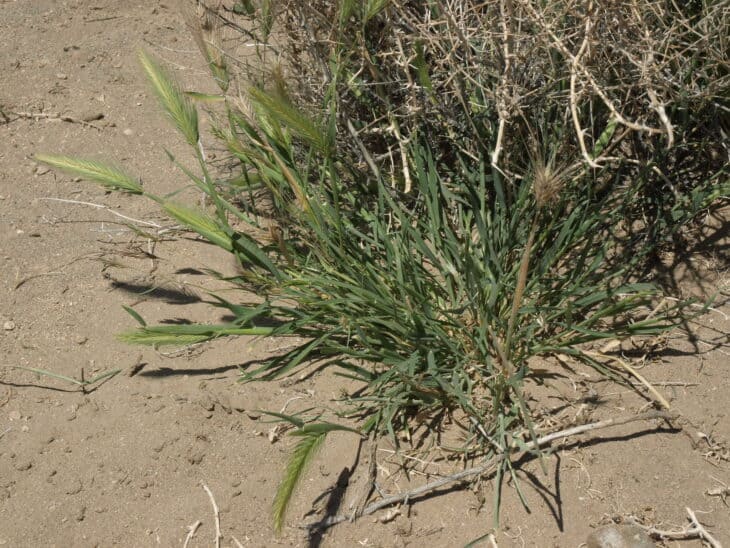 Hare Barley (Hordeum murinum ssp. leporinum)