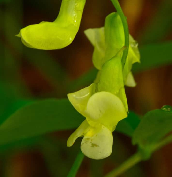 Hog Peanut (Amphicarpaea bracteata)