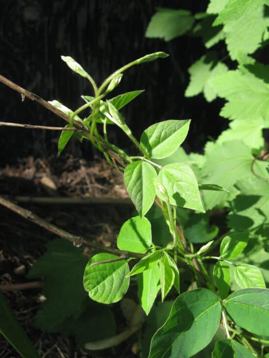 Hog Peanut (Amphicarpaea bracteata)