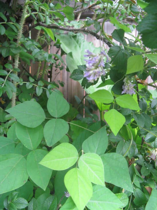 Hog Peanut (Amphicarpaea bracteata)