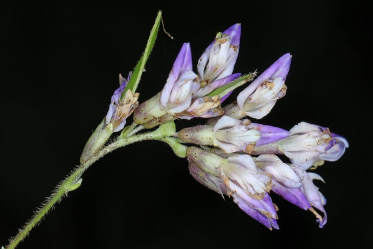 Hog Peanut (Amphicarpaea bracteata)