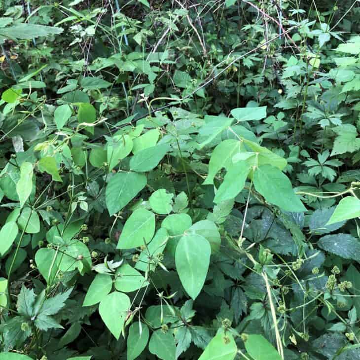 Hog Peanut (Amphicarpaea bracteata)