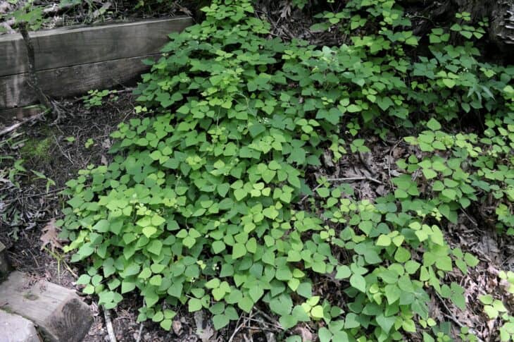 Hog Peanut (Amphicarpaea bracteata)