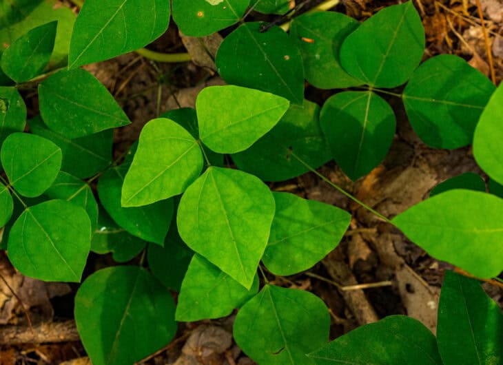 Hog Peanut (Amphicarpaea bracteata)