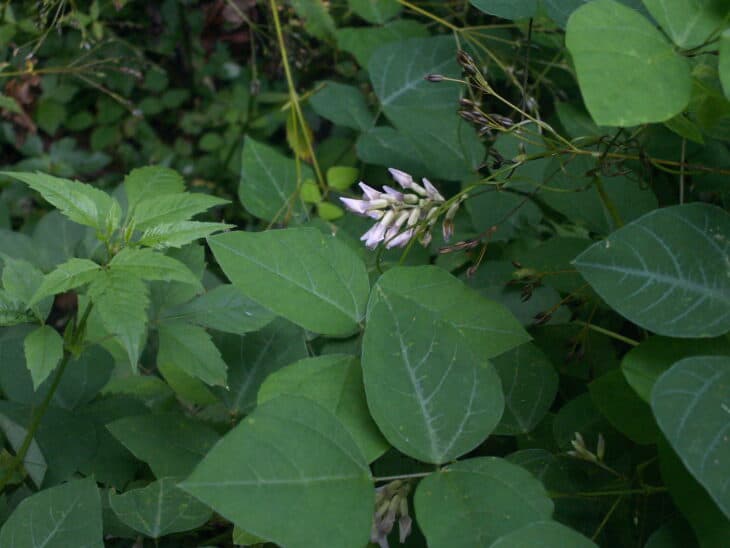 Hog Peanut (Amphicarpaea bracteata)