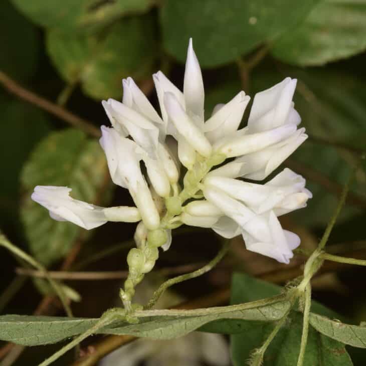 Hog Peanut (Amphicarpaea bracteata)