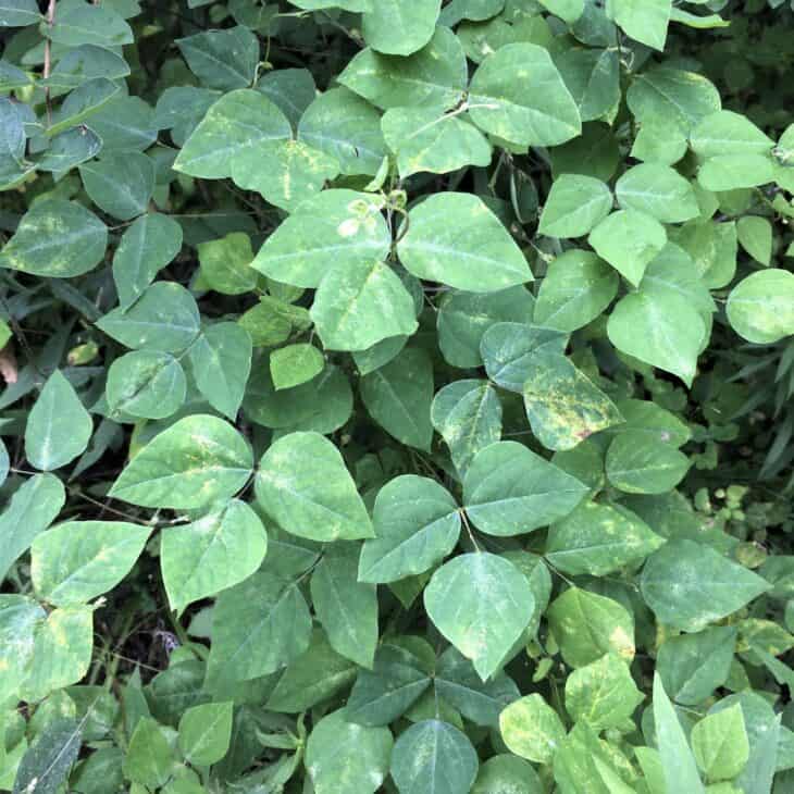Hog Peanut (Amphicarpaea bracteata)