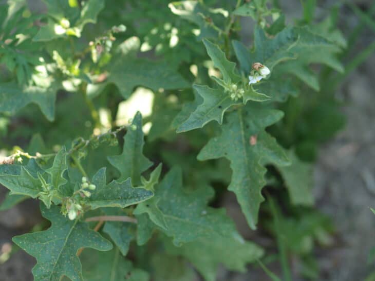 Horsenettle (Solanum carolinense)