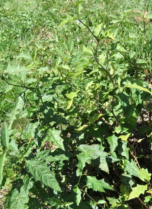 Horsenettle (Solanum carolinense)