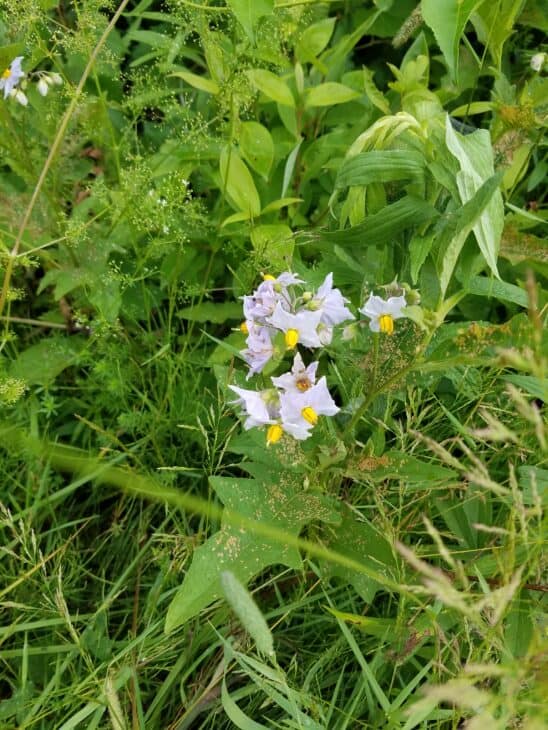 Horsenettle (Solanum carolinense)