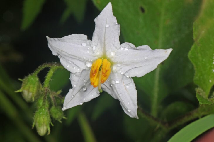 Horsenettle (Solanum carolinense)