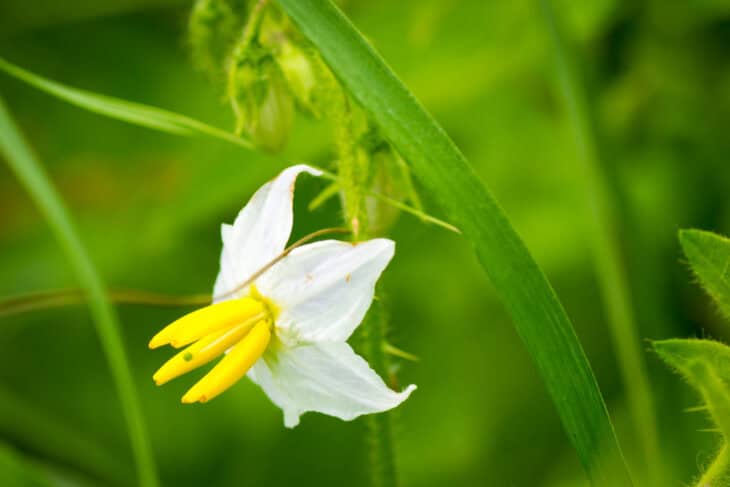 Horsenettle (Solanum carolinense)