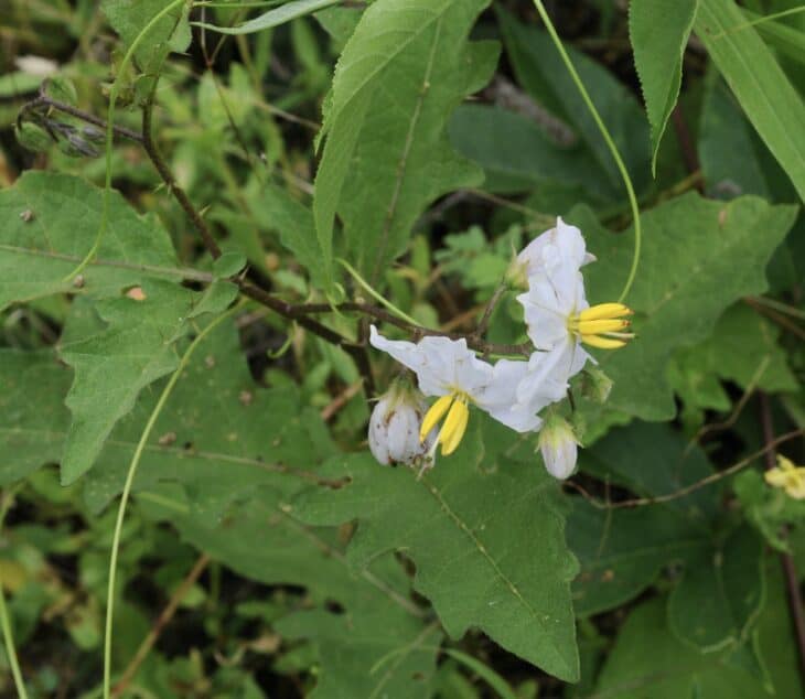 Horsenettle (Solanum carolinense)