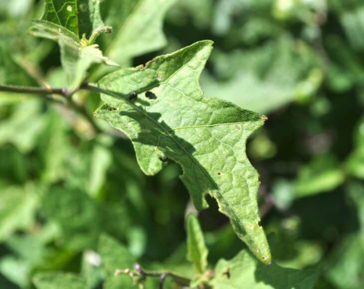 Horsenettle (Solanum carolinense)