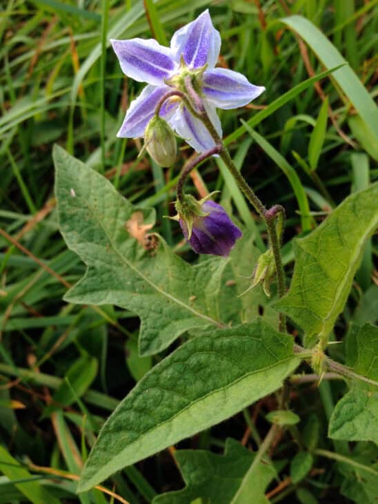 Horsenettle (Solanum carolinense)