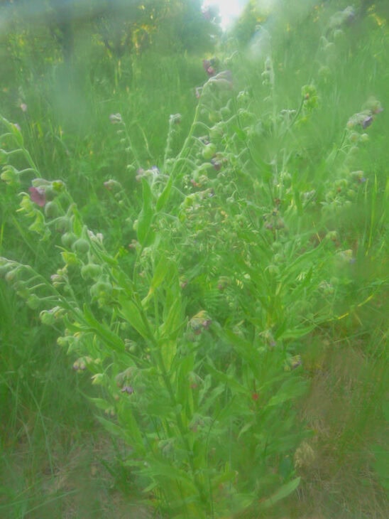Hound’s Tongue (Cynoglossum officinale)