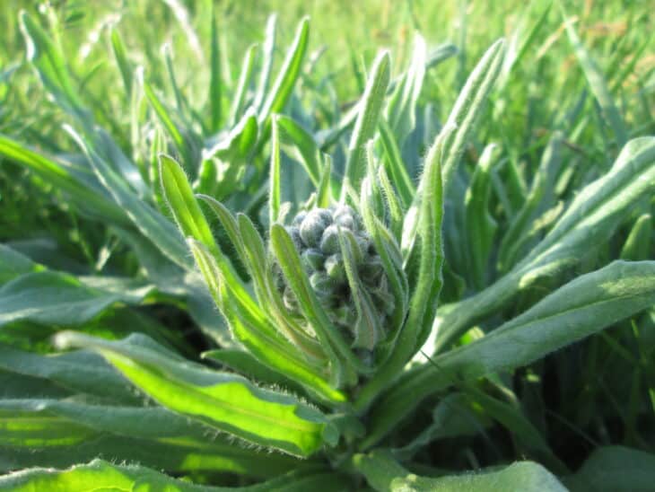 Hound’s Tongue (Cynoglossum officinale)