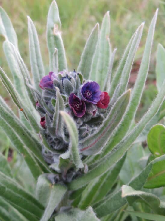 Hound’s Tongue (Cynoglossum officinale)