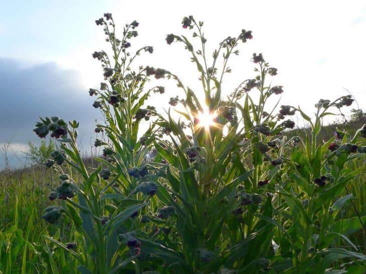 Hound’s Tongue (Cynoglossum officinale)