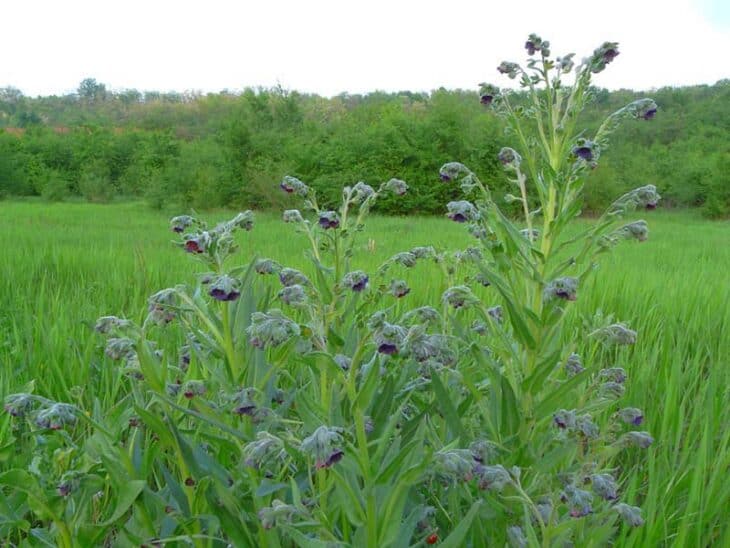 Hound’s Tongue (Cynoglossum officinale)