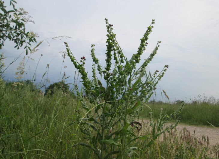 Hound’s Tongue (Cynoglossum officinale)