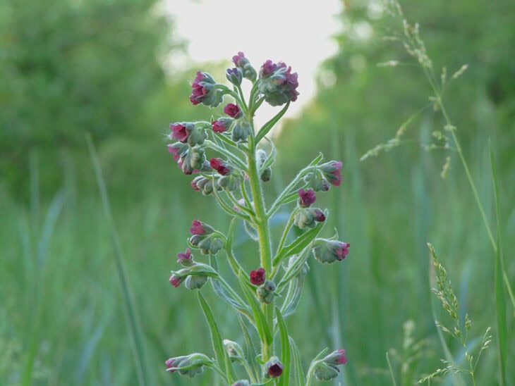 Hound’s Tongue (Cynoglossum officinale)