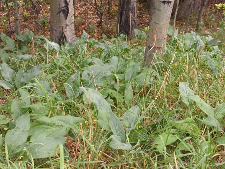 Hound’s Tongue (Cynoglossum officinale)