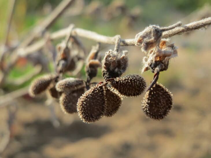 Hound’s Tongue (Cynoglossum officinale)